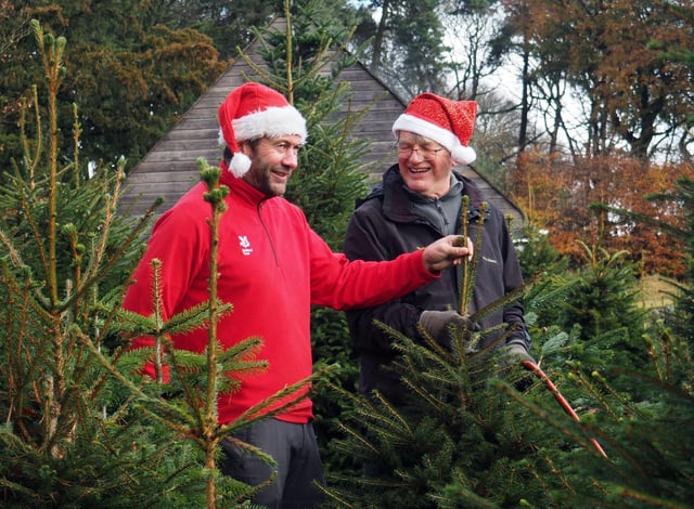 Here are 9 places where you can buy a real Christmas tree ...