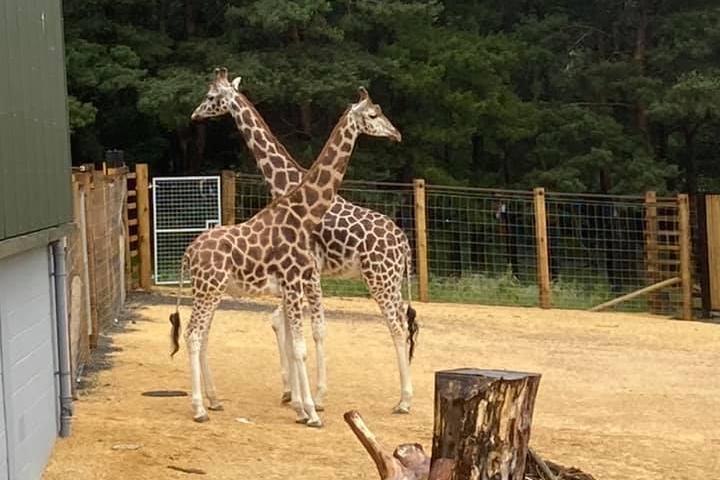 Kirsty McNealis shared this image of the new giraffes at Edinburgh Zoo.