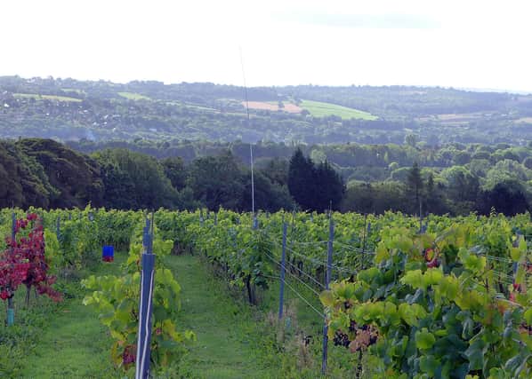 The vineyard contains roughly 2,800 potential vines.