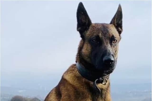 Police dog Vinnie was deployed to a Sheffield primary school this weekend to root out an alleged vehicle thief.