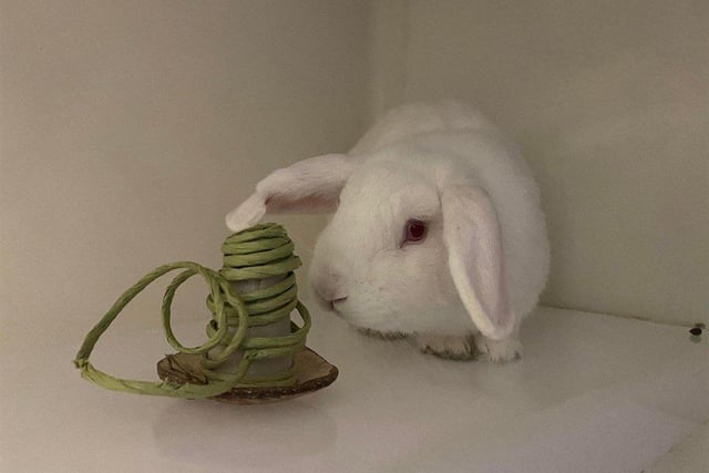 Casper loves wandering around and exploring, as well as chomping down on his favourite veggies.  He would like to be rehomed with another bunny so that he has someone to keep him company.