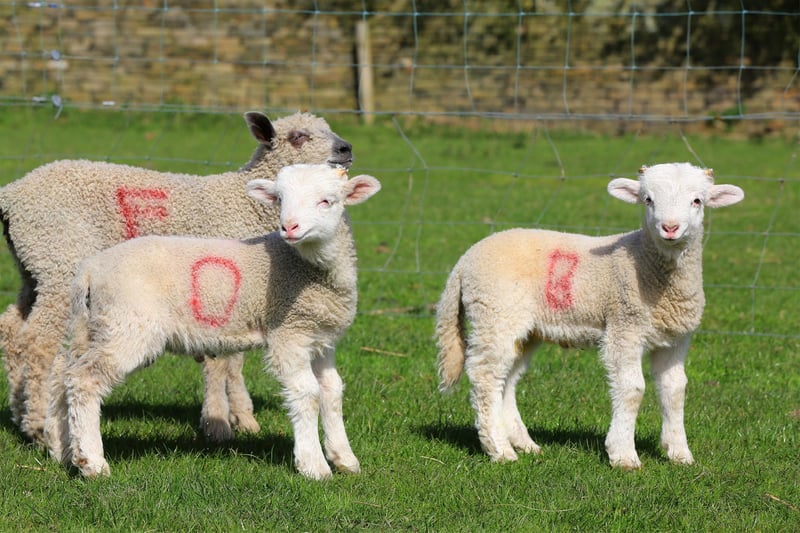 With so many lambs being born on a farm, the ewe and her offspring are sprayed with a number to identify them.