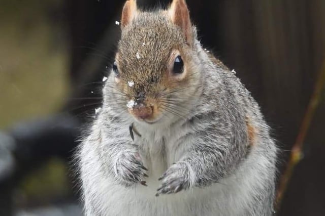 Snow flakes on a squirrel. From Julie Keith Norgate.