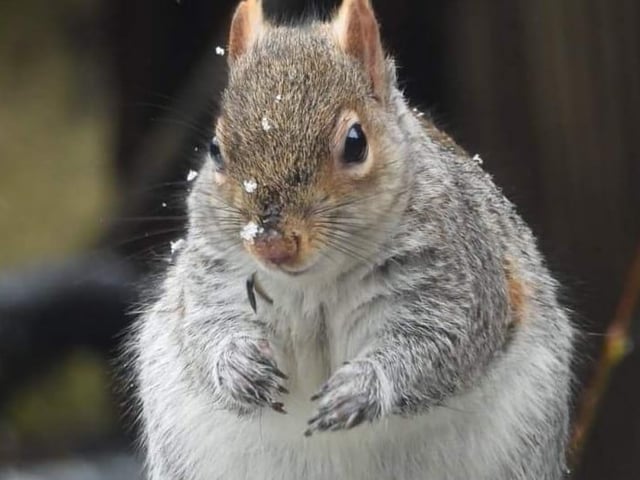 Snow flakes on a squirrel. From Julie Keith Norgate.