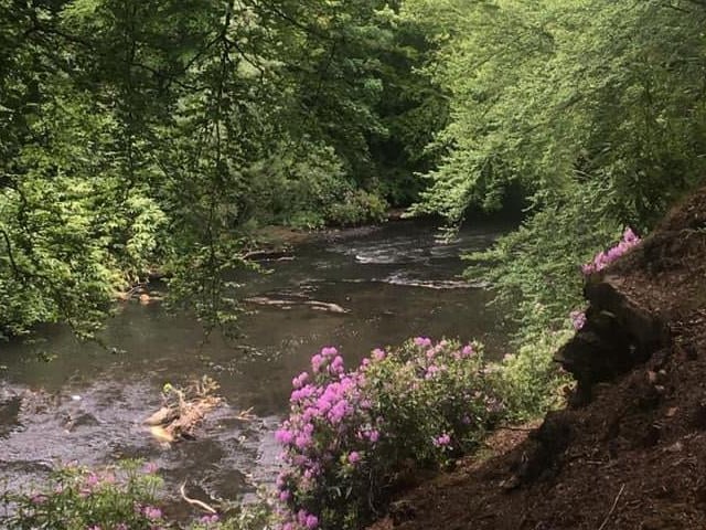 Beautiful Dawsholme Park features woodland walks, parakeets, and beautiful views over the River Kelvin.