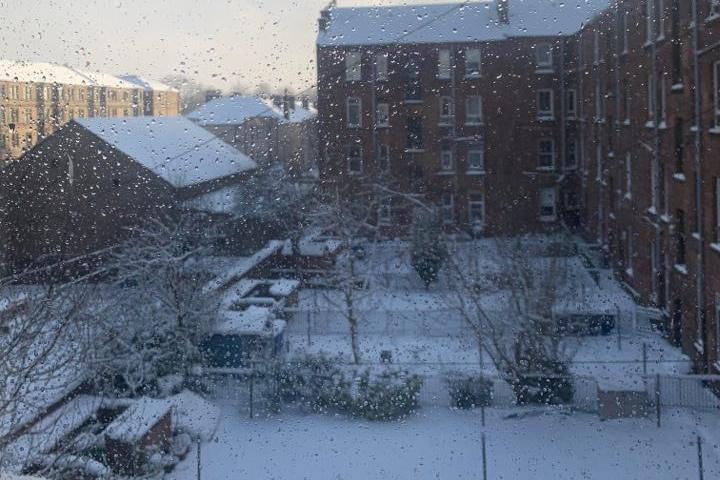 Residential gardens in Glasgow this morning through a flat window.