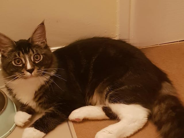 Rupert the Maine Coon. Shared by Christy Leanne East.