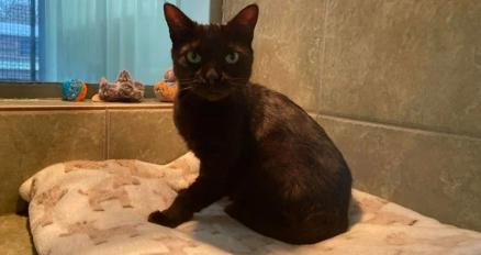 Loveable Luna is six years old, having been taken into care as a mother. She's very friendly and affectionate around humans, but may not get on so well with other animals.