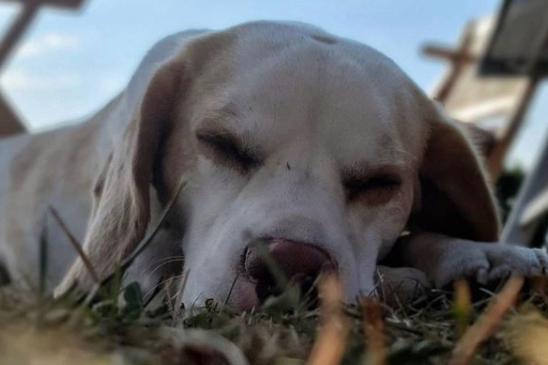 I think we're all a bit jelous of this dog taking a nap on a hot Summer's day. From @excusemephotography