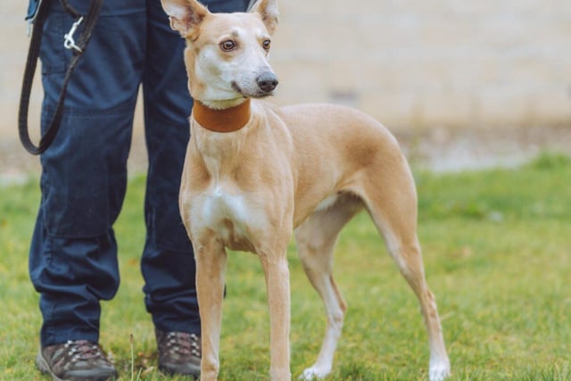 Lucy is a rambunctious, energetic 7-year-old whippet who will need plenty of close care and attention. She's currently reserved, but may become available again at some point.
