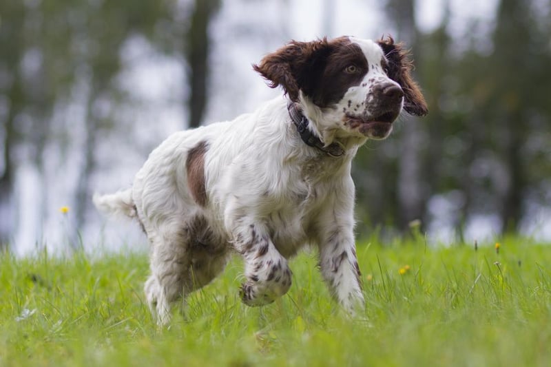 English springer spaniels were next on the list with 51 thefts, 49 of purebreds and two of crosses.