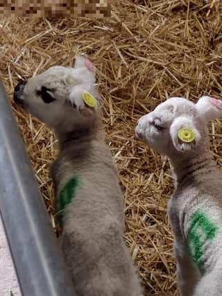 There are four opportunities a day all the way up to April 26 for the chance to bottle feed a baby lamb at Graves Park Animal Farm. For £10 a ticket, you can help feed one of the farm's recently born lambs and spend time with them when they're full and happy. One of the most adorable experiences in Sheffield every year.
But that's not all! March 29 - April 1 is also the annual Easter Egg Hunt when over 36,000 eggs will be hidden by the Easter Bunny across the farm. Find 10 different coloured eggs for a guarenteed chocolate egg. 
Photo by Catherine Langan.
 - https://www.facebook.com/gravesparkanimalfarm