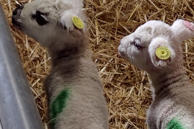 Two little lambs at Graves Park Animal Farm by Catherine Langan