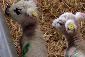There are four opportunities a day all the way up to April 26 for the chance to bottle feed a baby lamb at Graves Park Animal Farm. For £10 a ticket, you can help feed one of the farm's recently born lambs and spend time with them when they're full and happy. One of the most adorable experiences in Sheffield every year.
But that's not all! March 29 - April 1 is also the annual Easter Egg Hunt when over 36,000 eggs will be hidden by the Easter Bunny across the farm. Find 10 different coloured eggs for a guarenteed chocolate egg. 
Photo by Catherine Langan.
 - https://www.facebook.com/gravesparkanimalfarm