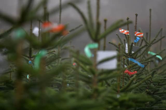 There are plenty of farms, garden centres and shops where you can buy a real Christmas tree in Sheffield, for both collection and delivery. Photo by BEN STANSALL/AFP via Getty Images.