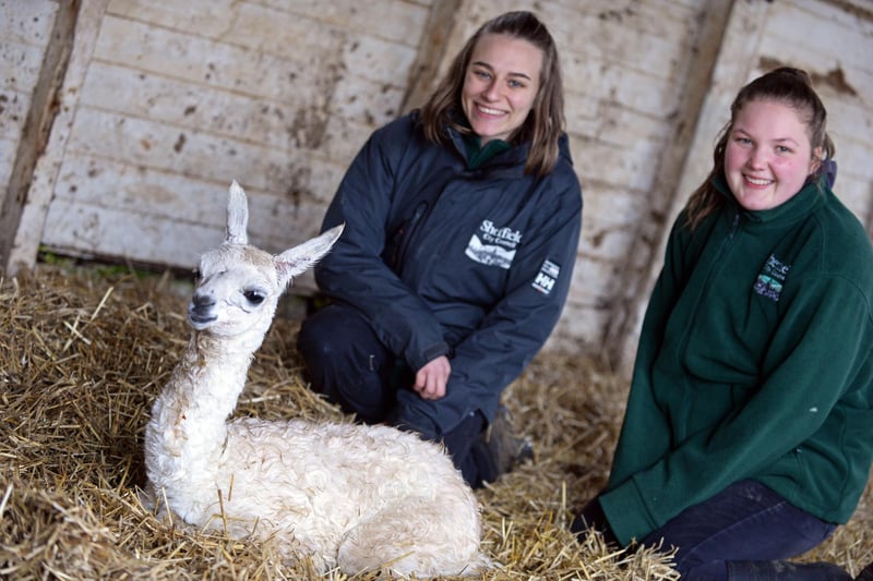 Head to Graves Park Animal Farm this February half term for a full week of newborn animals. Get up close and personal with piglets, lambs, chicks and guinea pigs you can groom, stroke and handle. Animal handling times 10-3pm. £10 per child. 10.00am -3.30pm, February 12-16.