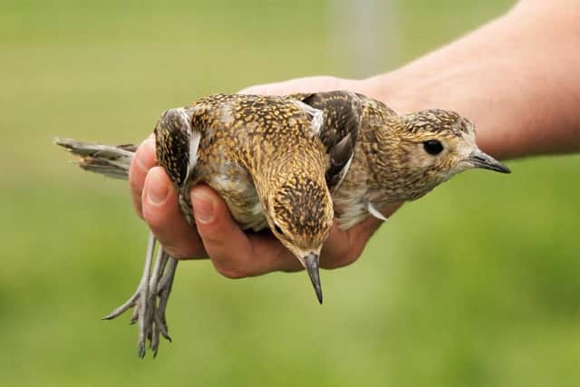 The chicks were released into the wild on Tuesday, August 4