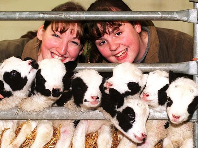 Pictured are Elisabeth Blezard and Sam Goode with the seven newly born Jacob lambs at Graves Park Animal Farm, March 8, 1999