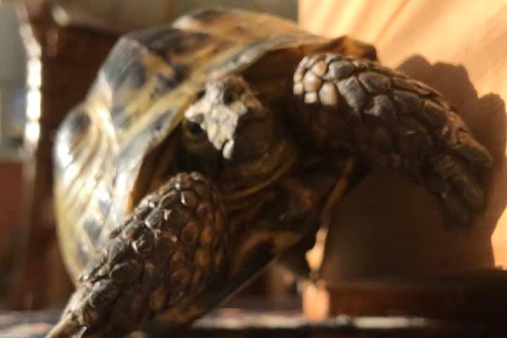 Duncan Hanning's tortoise Sherman is pictured enjoying a sunbathe.