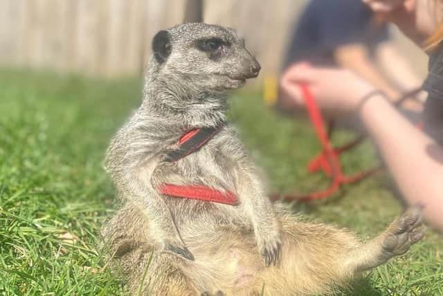 Timone the meerkat, described as one of the 'most-loved' animals at Mayfield Alpacas Animal Park in Sheffield, has sadly died