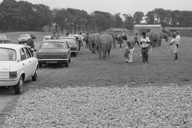The elephants meet the public in August 1974.