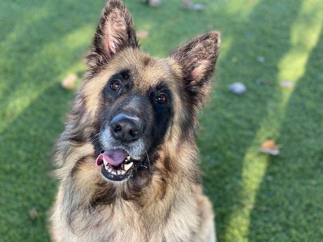 Tiger is an inquisitive dog who likes to watch as you clean and go about your business.