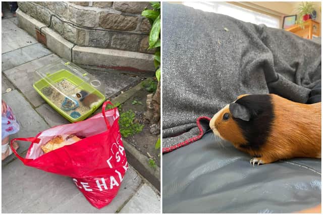A Walkley family was mystified this morning to find a guinea pig had been abandoned outside their home overnight.