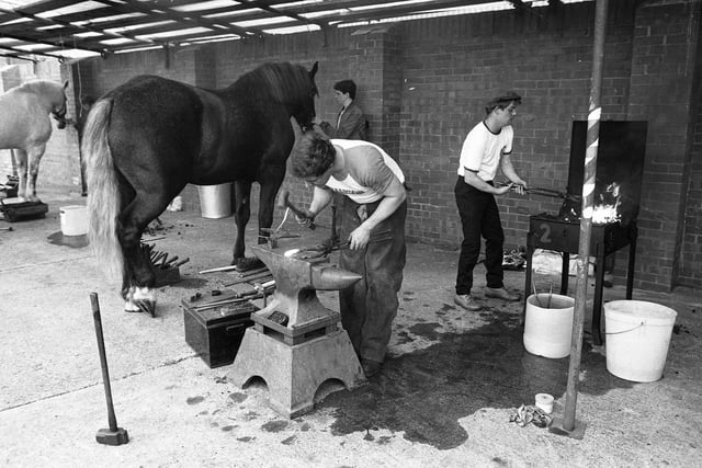 The Vaux horse shoeing competition in August 1987.