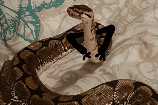 Sarah-anne Patrick shared this photo of her pet python named Hermione.