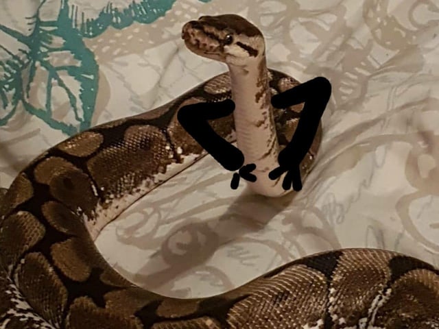 Sarah-anne Patrick shared this photo of her pet python named Hermione.