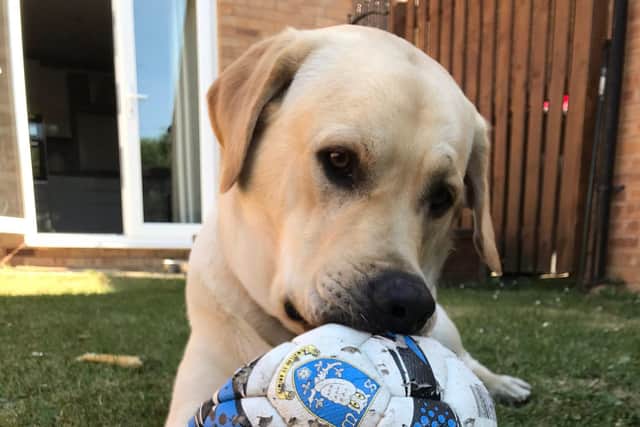 Barney's owner Ian says the mutt has loved playing with Sheffield Wednesday footballs since he was a puppy