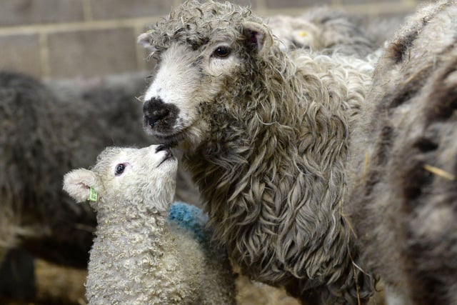 According to BBC Countryfile, every year 16 million ewes give birth in the UK.