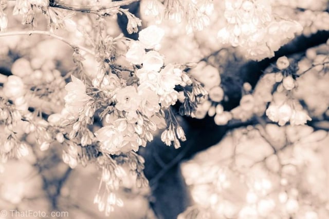 Pretty Spring blossoms by @thatfotocom