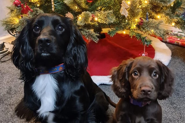 "Where's my advent calendar?" Ziggy and Autumn pose for their Christmas card in the hopes of getting a treat afterwards!