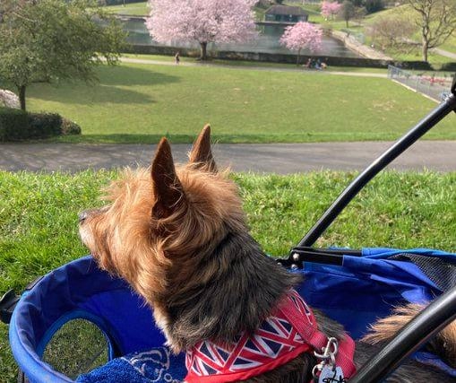 Tetley admiring the view in his new doggy stroller by @brianbetts1