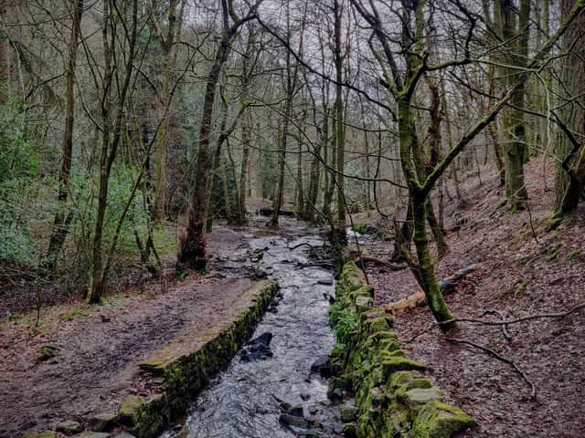 Natural flood management in the Limb Brook Valley to help protect Sheffield and the region