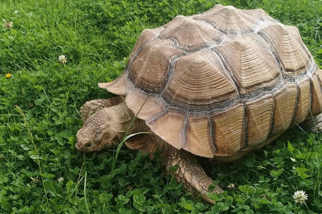 This is Meg, a sulcata tortoise belonging to LeeAnn Hamilton. The third-largest species of tortoise in the world inhabits the southern edge of the Sahara desert in Africa.