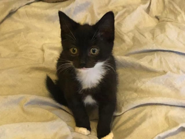 Solo the kitten lives with Neil Peat, who got him from a friend who had fostered the litter when they were close to death