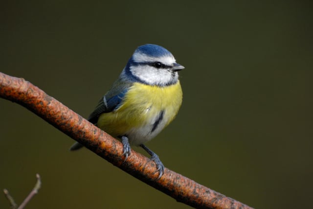 The Blue Tit is 3rd in the Northumberland rankings, the same as last year.