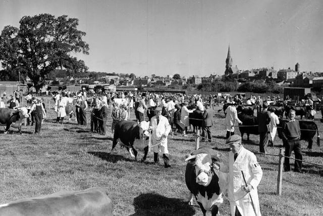 Kelso Border Union Show in 1963 - Cattle section.