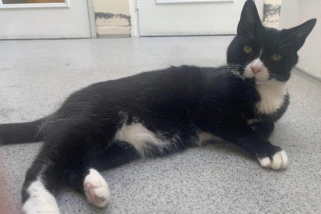 A 12-year-old black and white Domestic Shorthair crossbreed, Duke is described as an 'older boy but is very much a young at heart.' A real sweetheart, Duke is now looking to settle down and relax in a new forever home. Living with children and other cats previously, Duke is able to live with other cats or children once more.