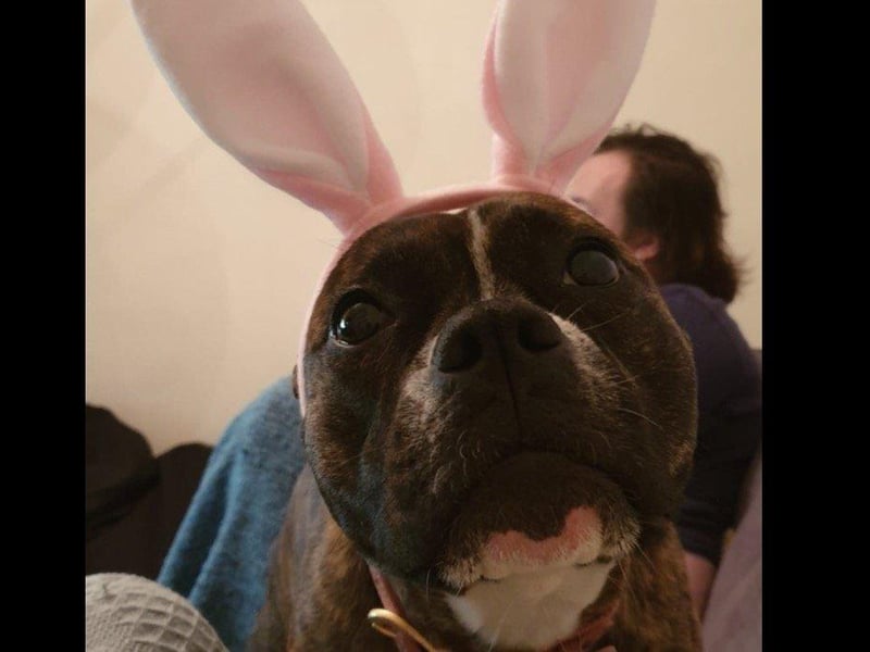 This is Rosa, owned by Alexandra Fae.