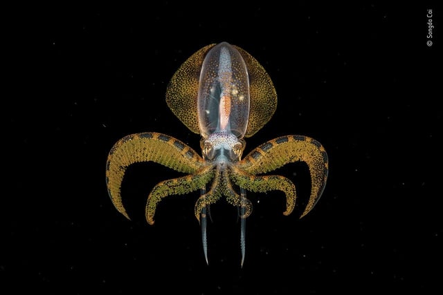 Tiny diamondback squid paralarva, by Songda Cai, which is a 2020 category prize winner at the Wildlife Photographer of the Year competition. 
