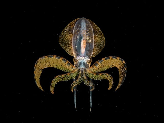 Tiny diamondback squid paralarva, by Songda Cai, which is a 2020 category prize winner at the Wildlife Photographer of the Year competition. 

