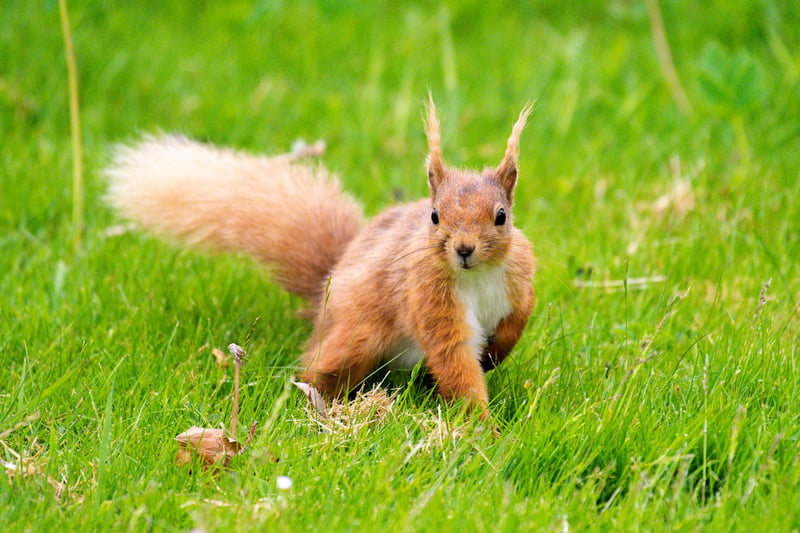 Red squirrels were widespread in the UK until the 1940s but suffered a sharp decline in numbers and are now classified as an endangered species. Their threatened status is largely down to the rise of the grey squirrel population, due to their larger and more robust nature and transmission of the squirrel pox virus.