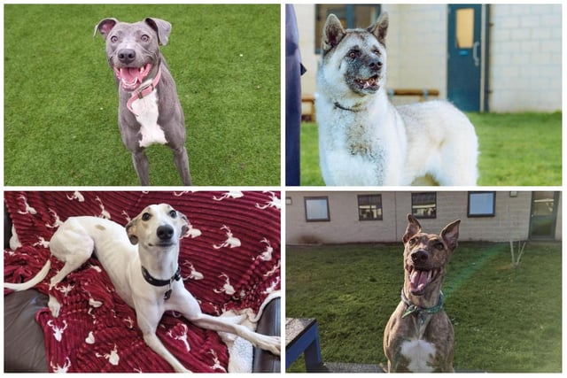 These rescue dogs are all in need of forever homes and love