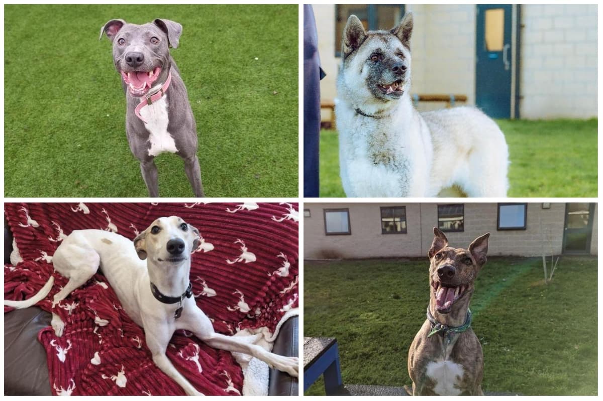 Sheffield rescue dogs: 7 dogs in RSPCA shelters in and near the city that  are searching for new homes | The Star