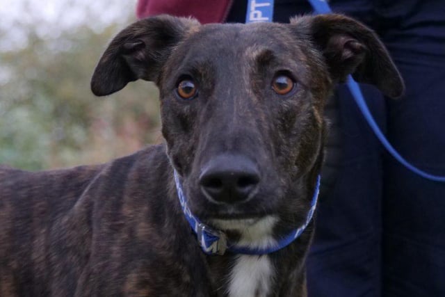 Meet handsome chap Rocky. He is a one year old Lurcher.  Bounding with energy, he needs a very active family and an experienced owner who will continue his training as he is strong lad on the lead. Rocky needs positive reassurance and continued socialisation when out and about and around other dogs, as he becomes vocal and extremely excitable.
Rocky adores attention and craves human company, so will need someone who is at home most of the time until he is settled.
He is a very clever boy, inquisitive and playful, and he loves his walks. In the right home Rocky will thrive, making a great member of the family.  animal suggest the following:
He cannot live with cats or dogs, but may live with secondary school age children. To adopt Rocky visit: https://rspca-radcliffe.org.uk/animal/rocky/