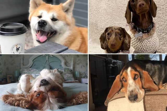 Click through this article to see photos of our readers dogs.