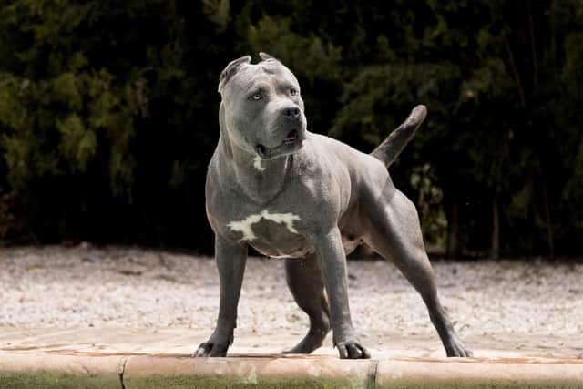 American XL bully dogs are to be banned